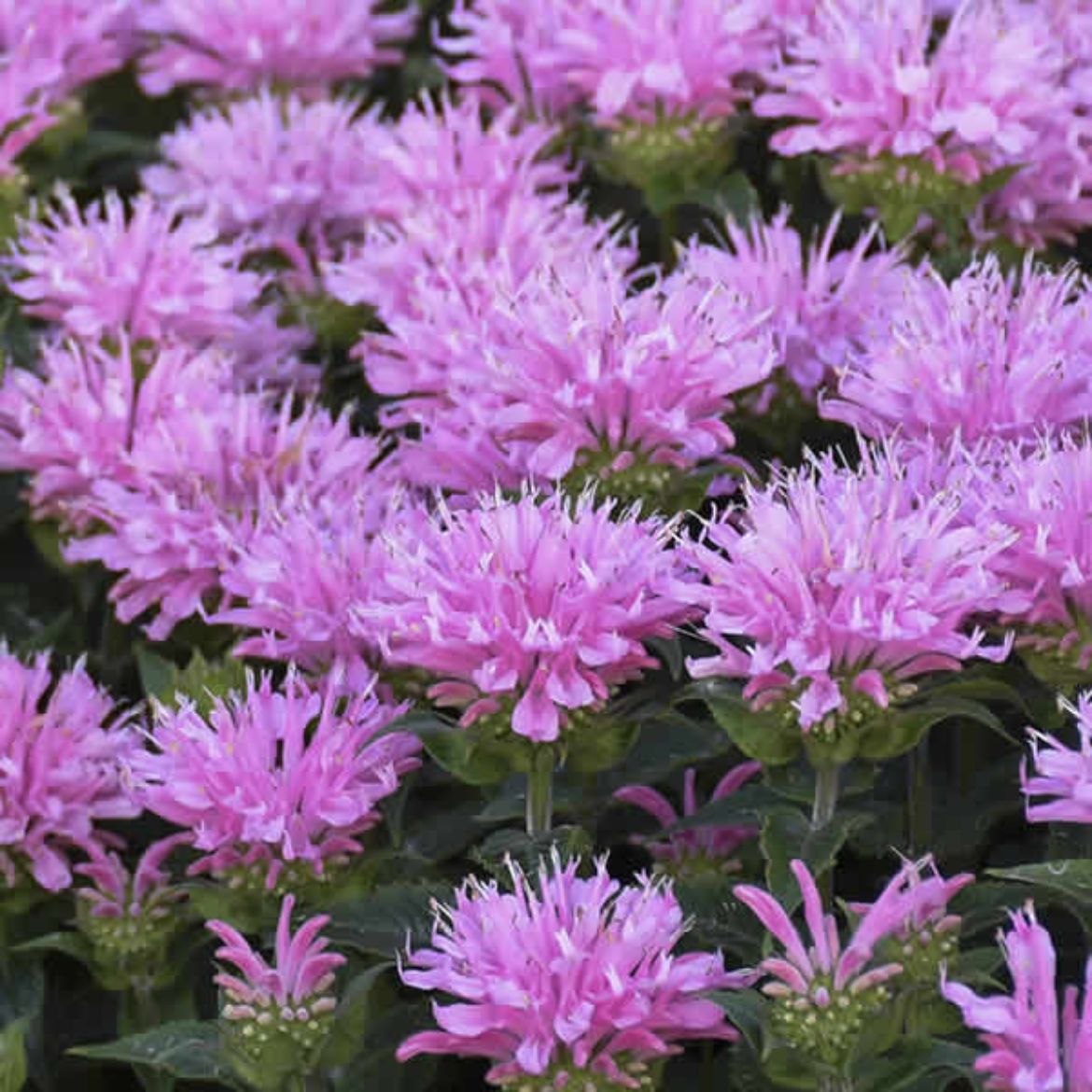 Picture of Monarda Sugar Buzz® 'Pink Frosting'