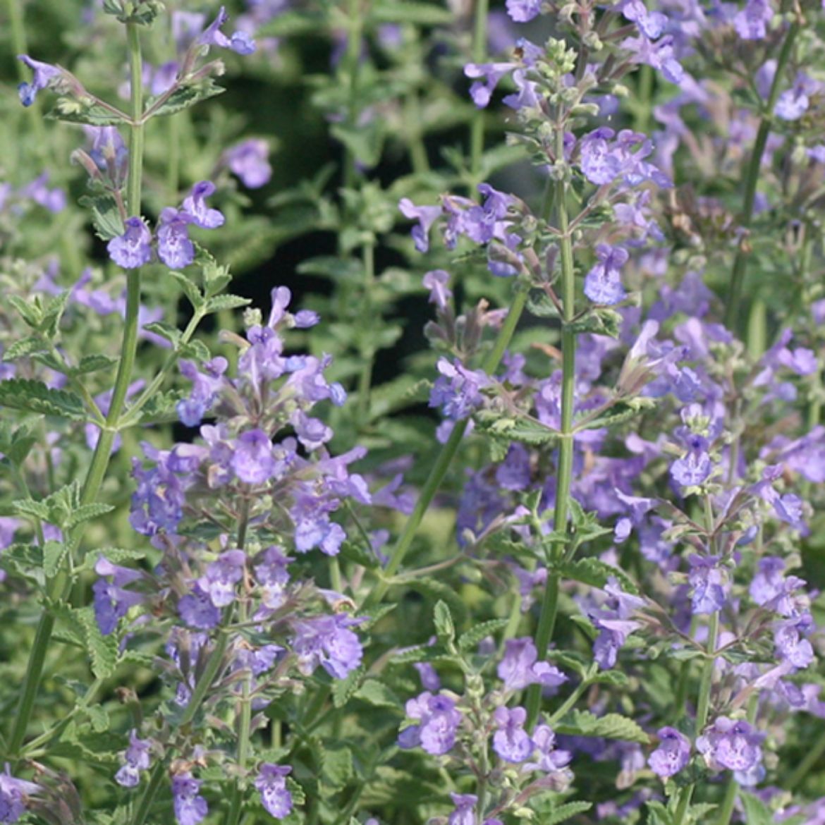 Picture of Nepeta 'Blue Wonder'