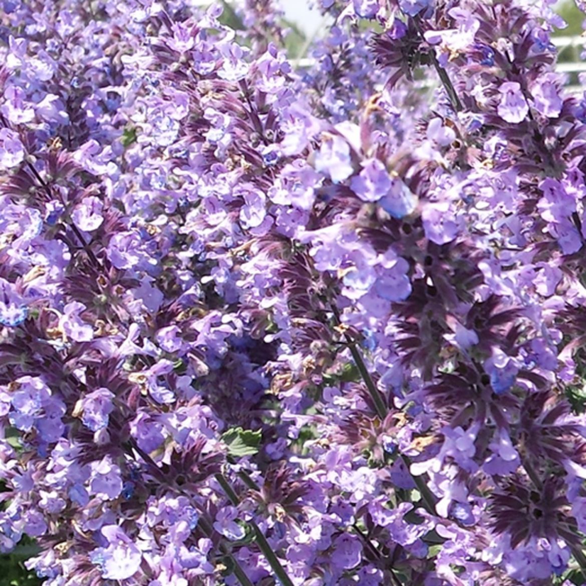 Picture of Nepeta x f. Cat's Meow'
