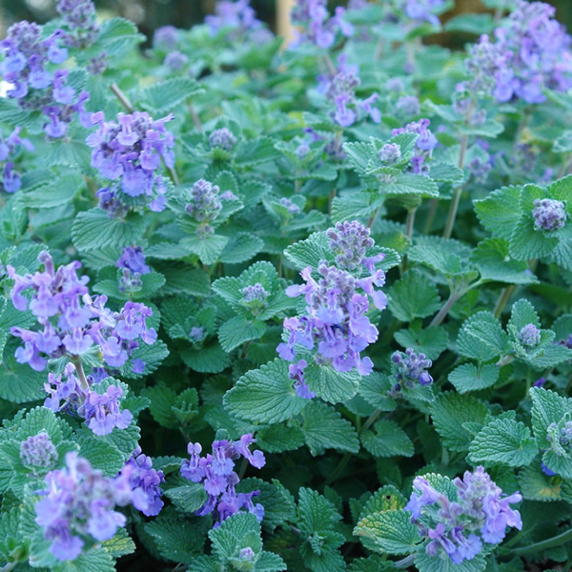 Overdevest Nurseries, LP-Nepeta 'Early Bird'