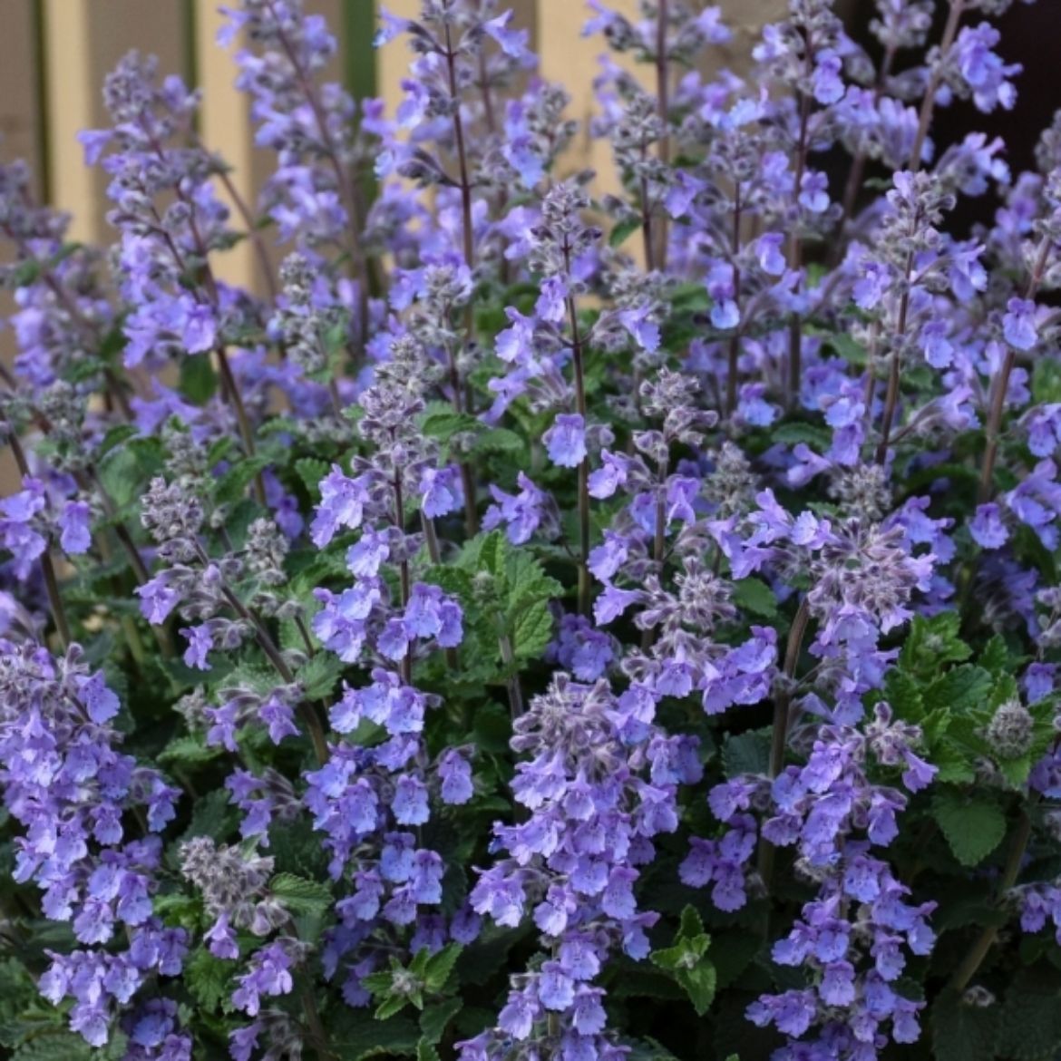 Overdevest Nurseries, LP-Nepeta 'Picture Purrfect'