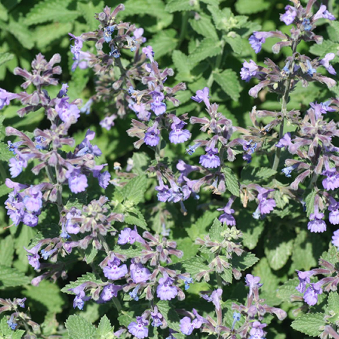 Picture of Nepeta x f. 'Walker's Low'