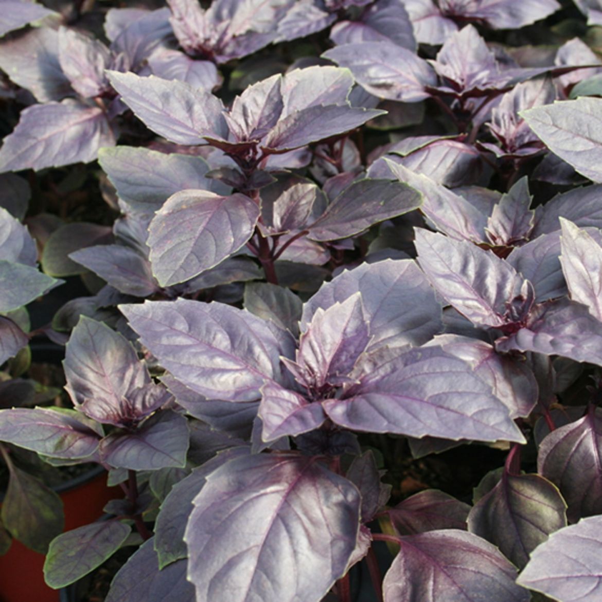 Picture of Ocimum (Basil) bas. 'Amethyst Improved'