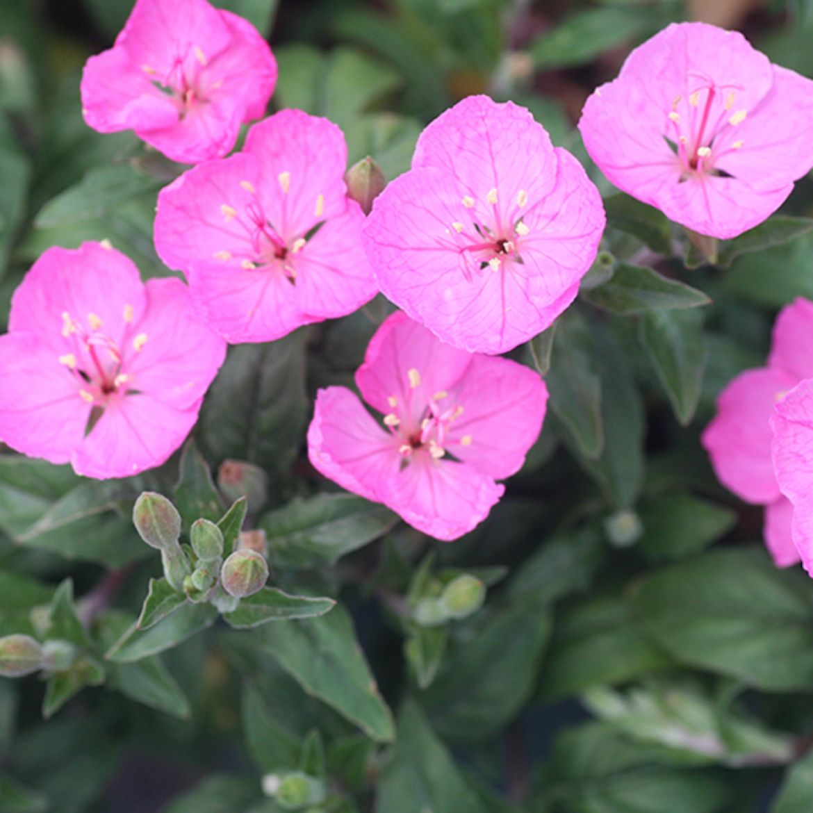 Overdevest Nurseries, LPOenothera oeo. 'Glowing Magenta'