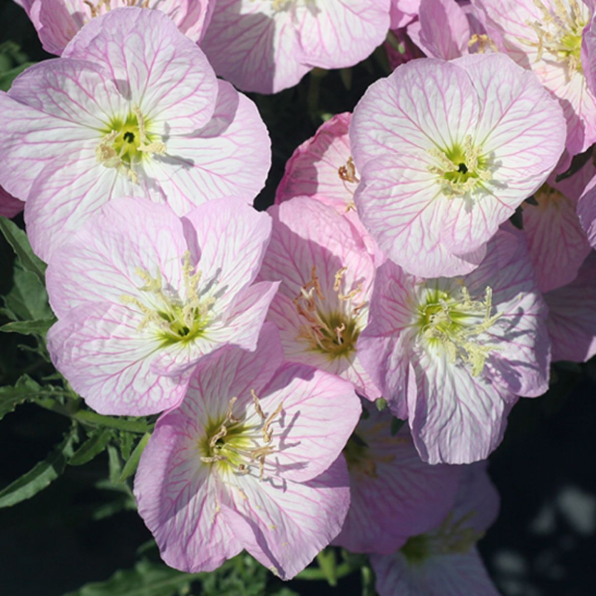 Picture of Oenothera spe. 'Siskiyou'