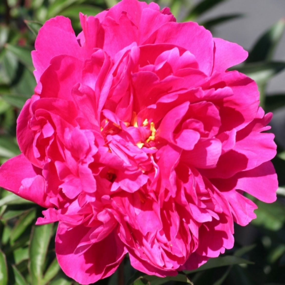 Picture of Paeonia lac. 'Karl Rosenfield'