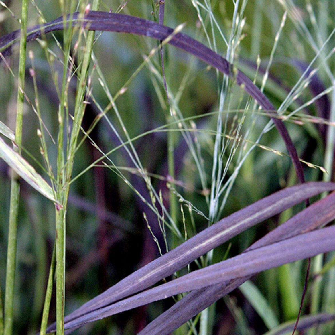 Overdevest Nurseries, LP-Panicum vir. 'Ruby Ribbons'