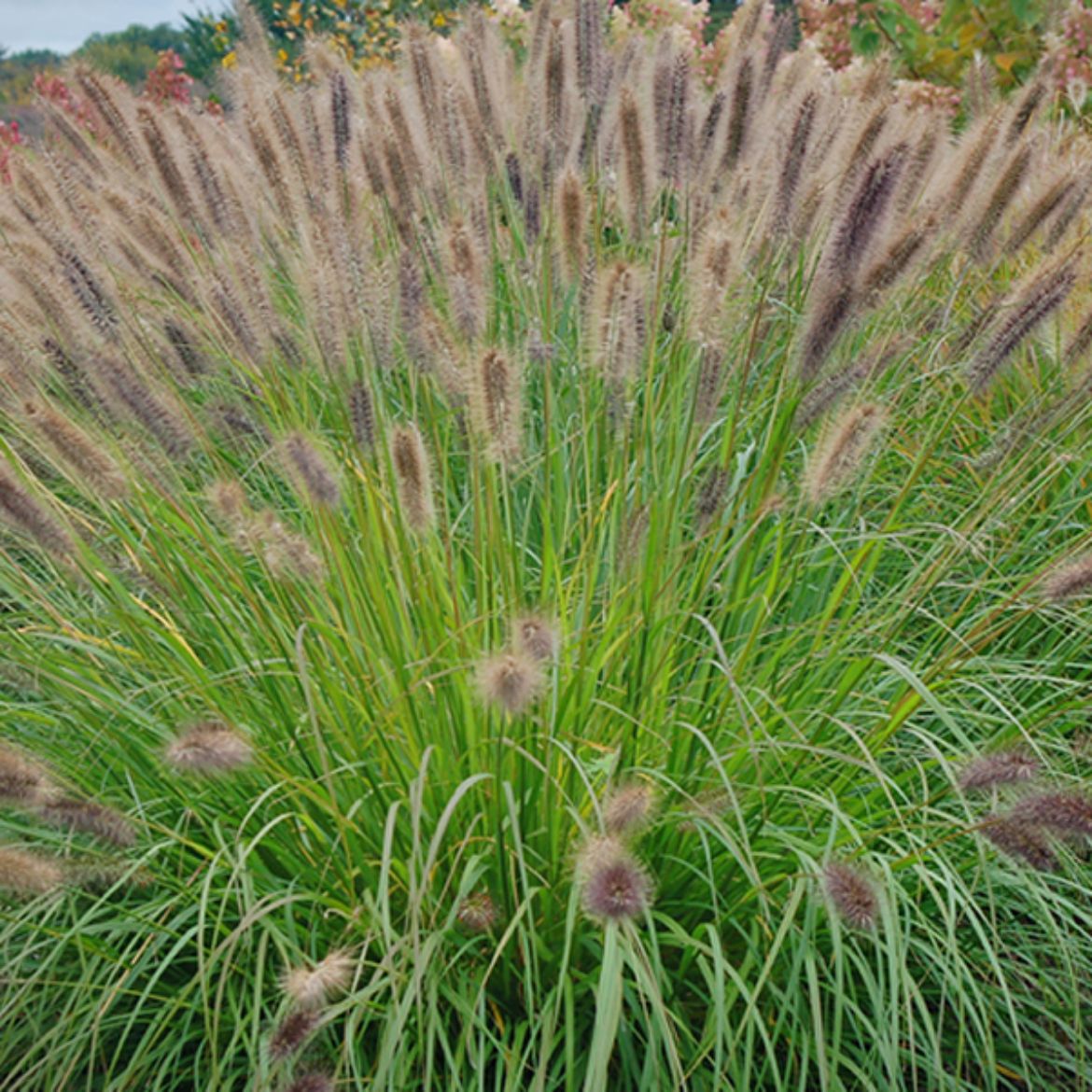 Picture of Pennisetum alo. 'Ginger Love'
