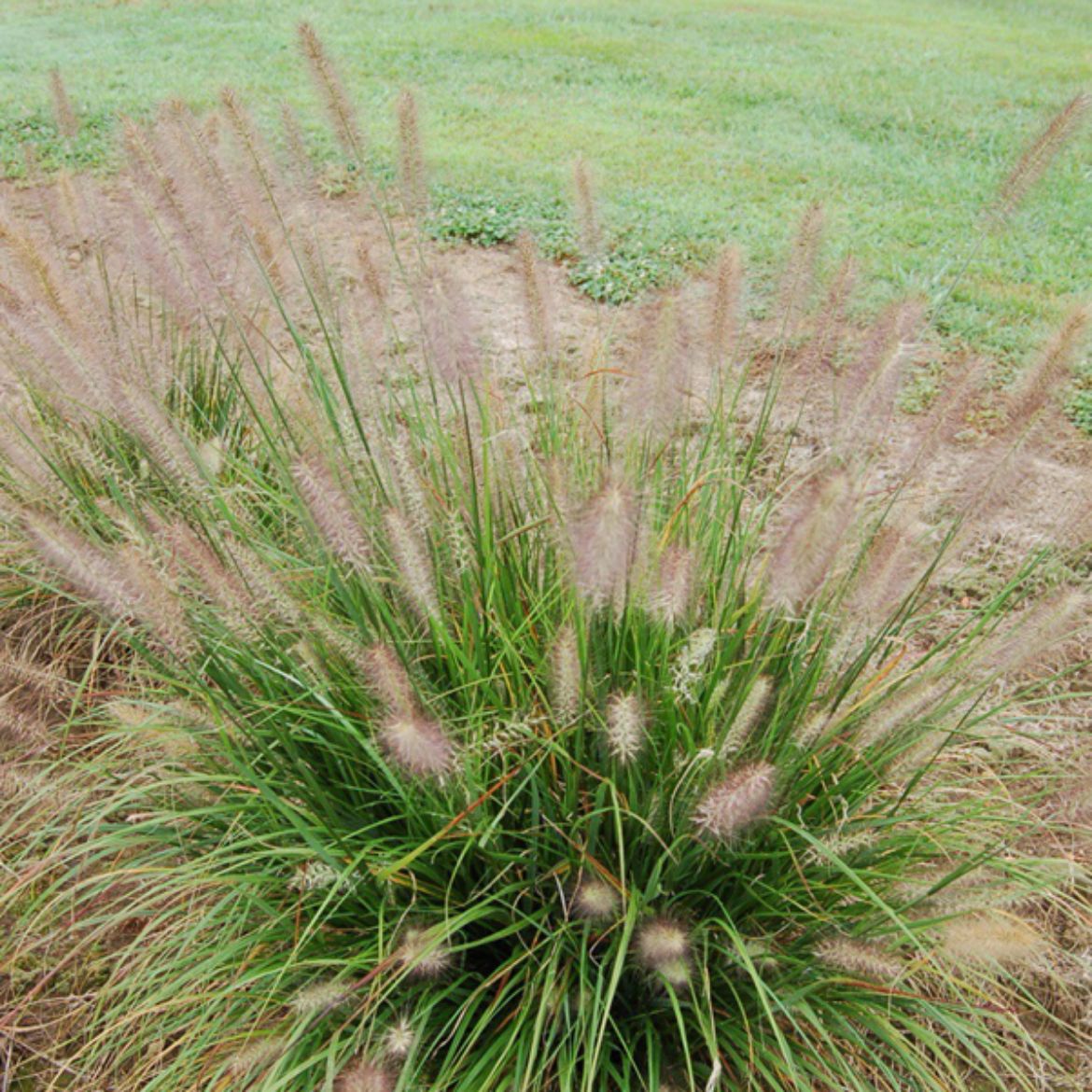Picture of Pennisetum alo. WorryFree® Hush Puppy™