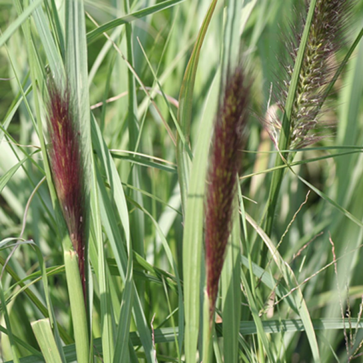 Picture of Pennisetum alo. 'Red Head'