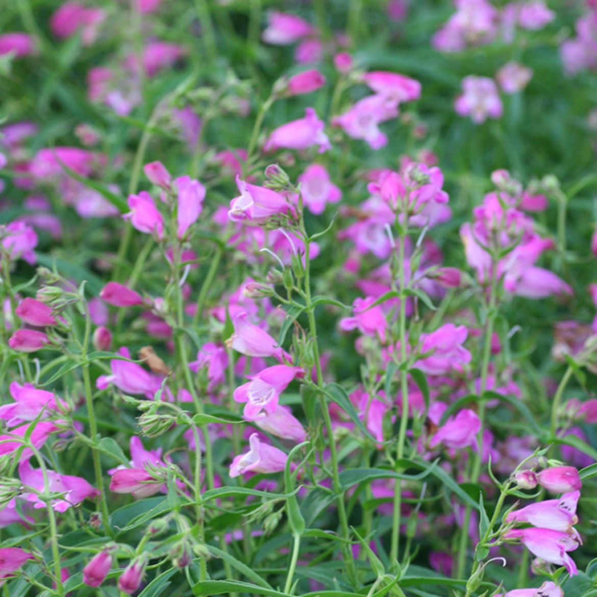 Picture of Penstemon Red Rocks®