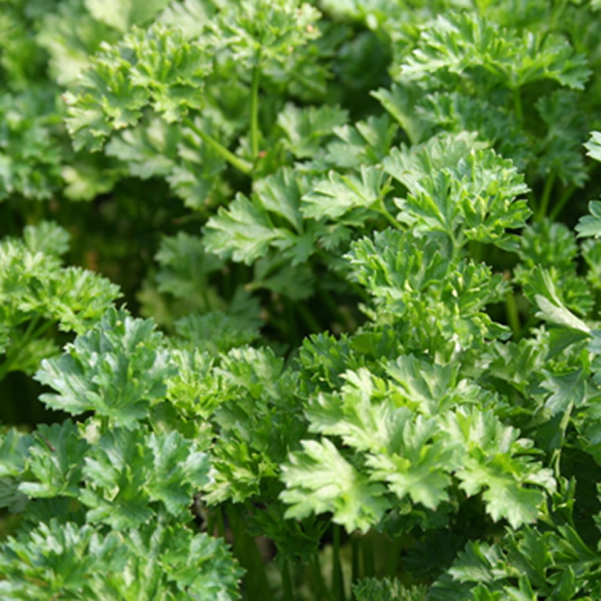 Picture of Petroselinum (Parsley) cri. 'Forest Green'