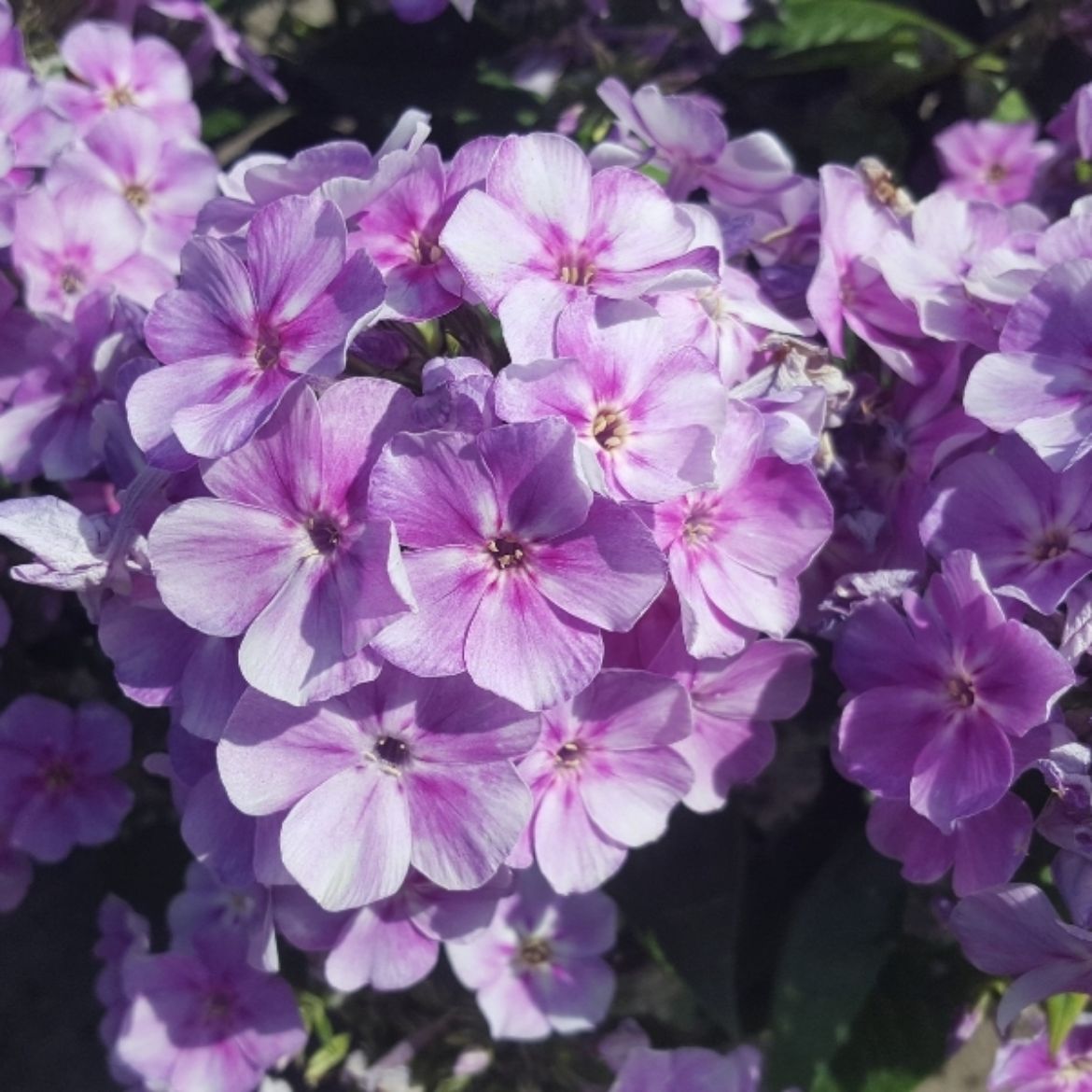 Picture of Phlox pan. Bambini® 'Lucky Lilac'
