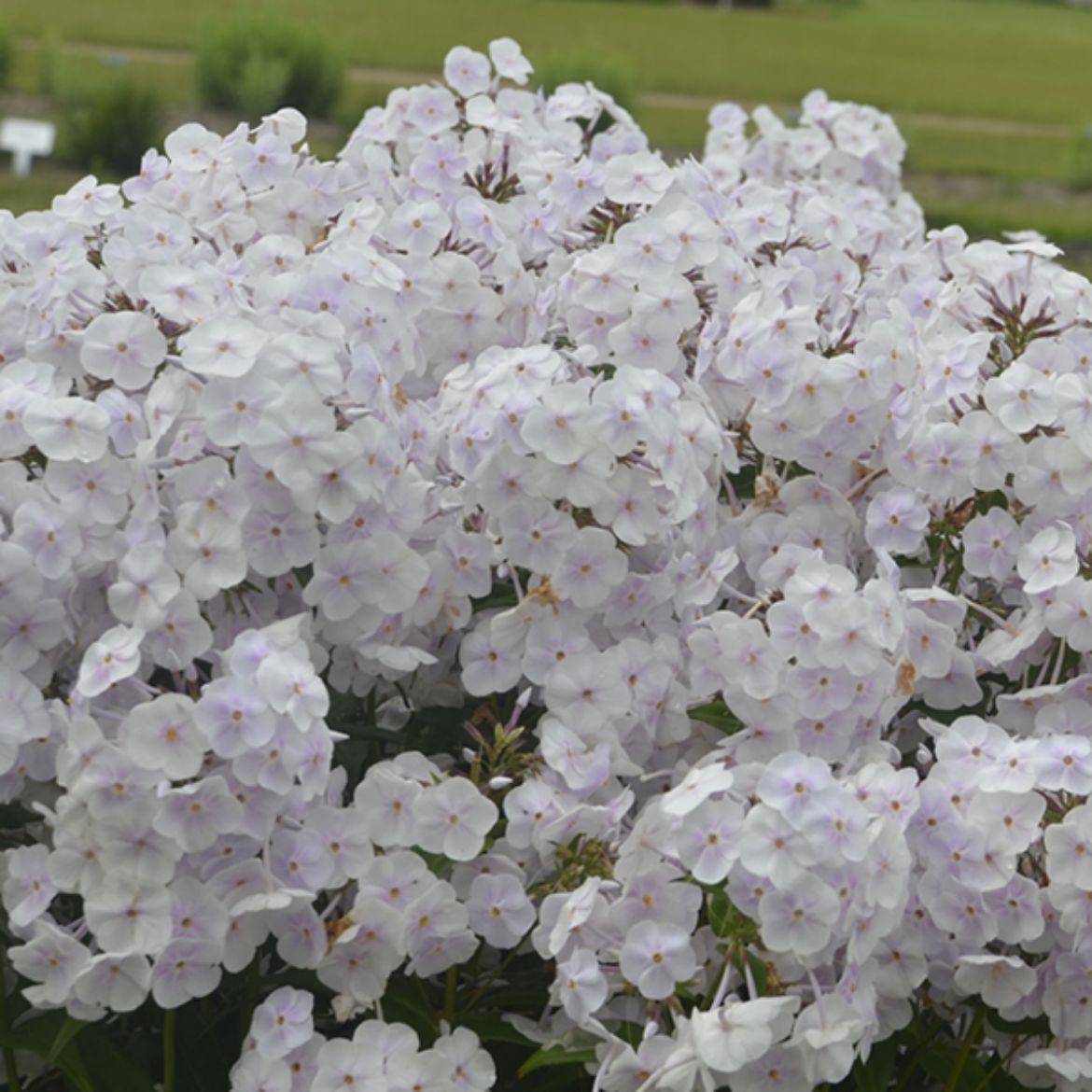 Picture of Phlox 'Fashionably Early Crystal'