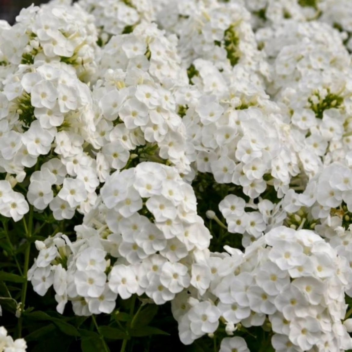 Picture of Phlox pan. Luminary™ 'Backlight'