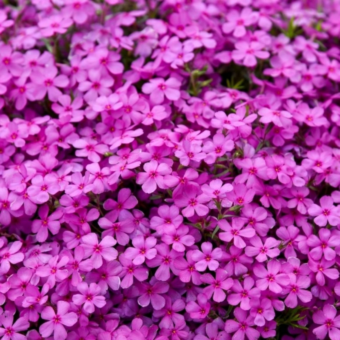Picture of Phlox sub. Spring Bling™ 'Ruby Riot'