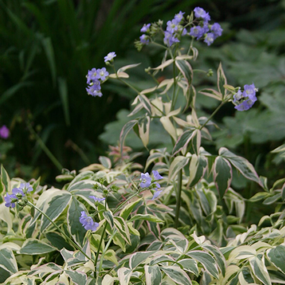 Overdevest Nurseries, LP-Polemonium rep. 'Stairway to Heaven'