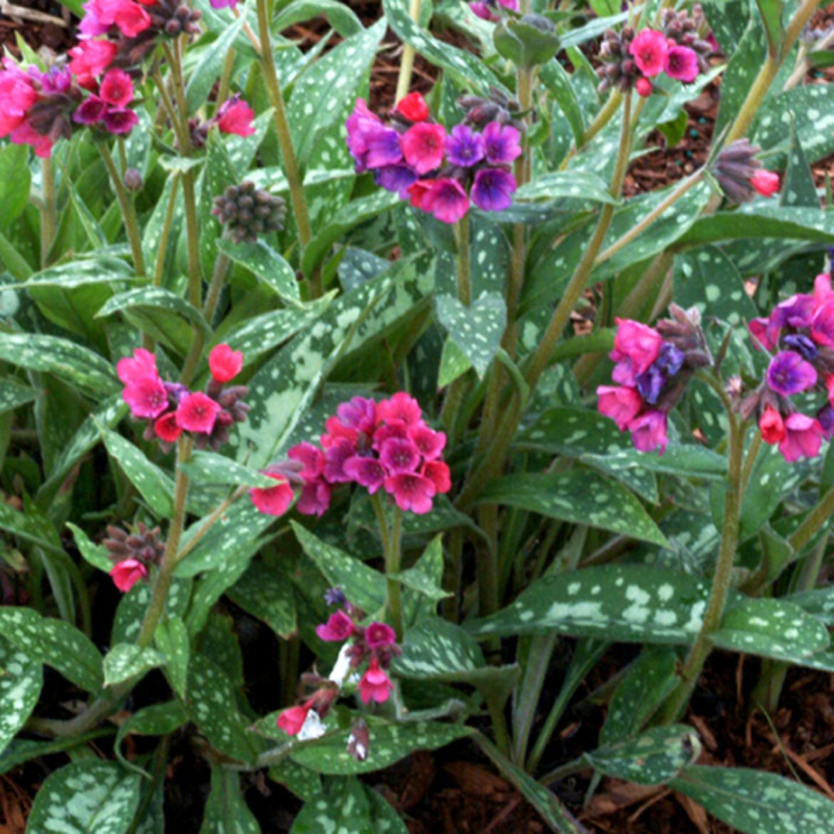 Overdevest Nurseries, LP-Pulmonaria 'Raspberry Splash'