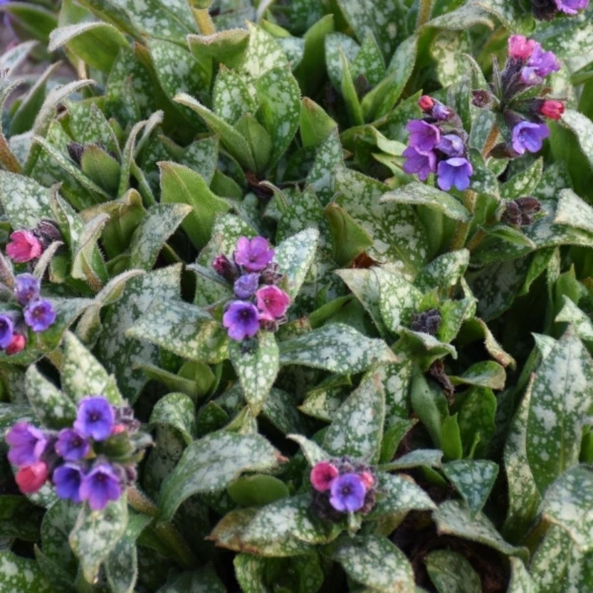 Picture of Pulmonaria 'Spot On'