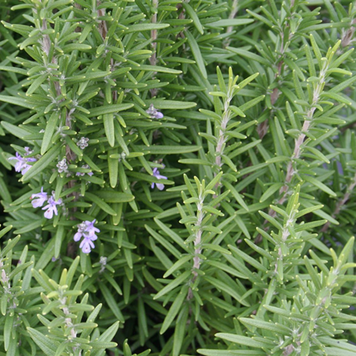 Picture of Rosmarinus (Rosemary) off. 'Barbeque'