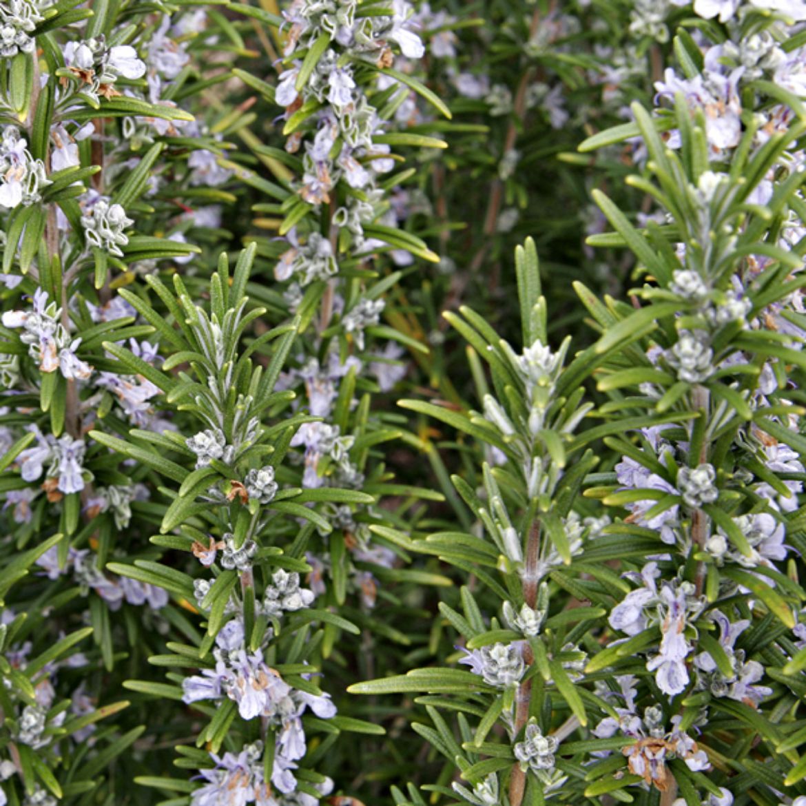 Picture of Rosmarinus (Rosemary) off. 'Tuscan Blue'