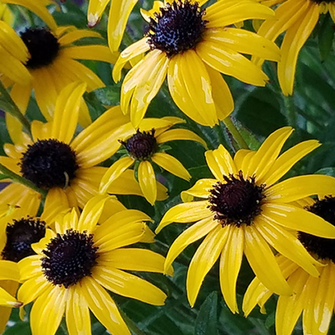 Overdevest Nurseries, LP-Rudbeckia 'American Gold Rush'