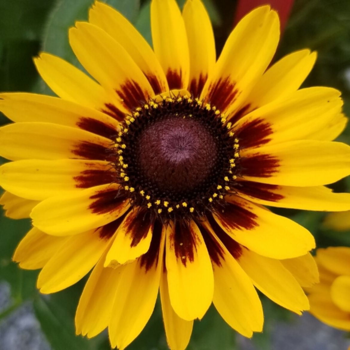 Picture of Rudbeckia hir. Giggling SmileyZ™