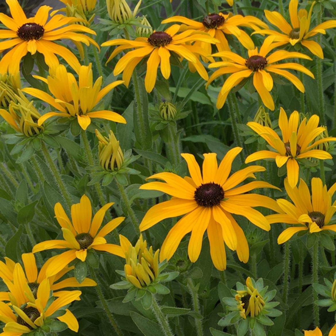 Picture of Rudbeckia 'Glitters Like Gold'