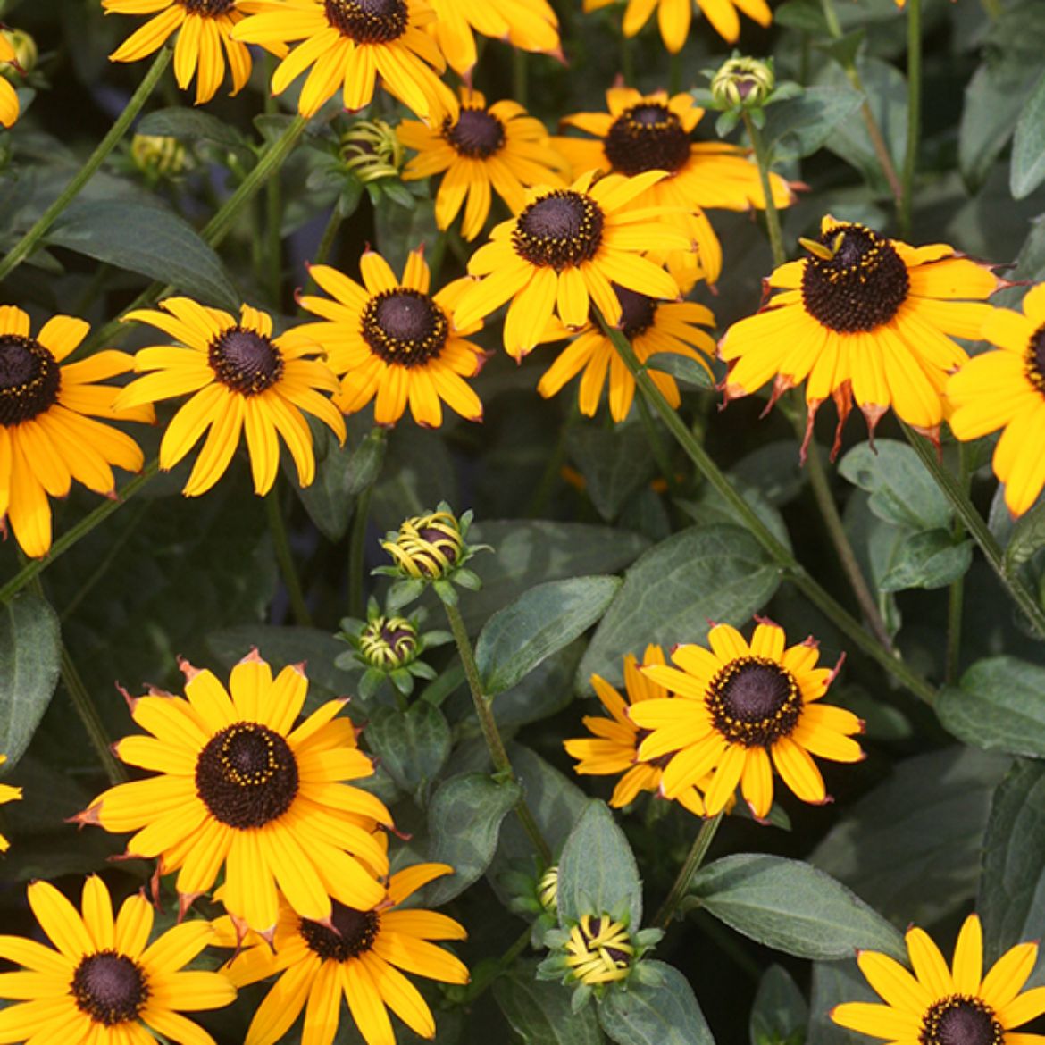 Picture of Rudbeckia ful. 'Goldsturm'