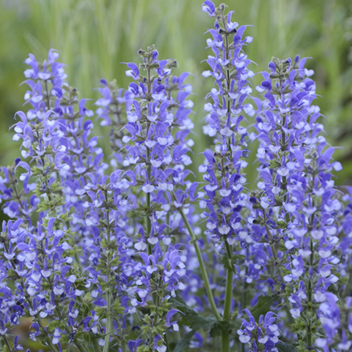 Picture of Salvia Color Spires® 'Azure Snow'