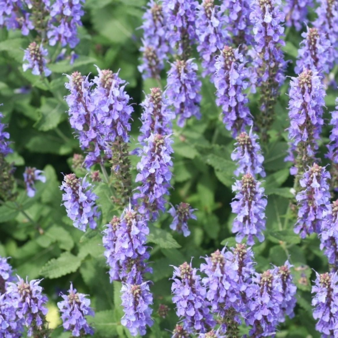 Overdevest Nurseries, LP-Salvia nem. 'Blue Hill'