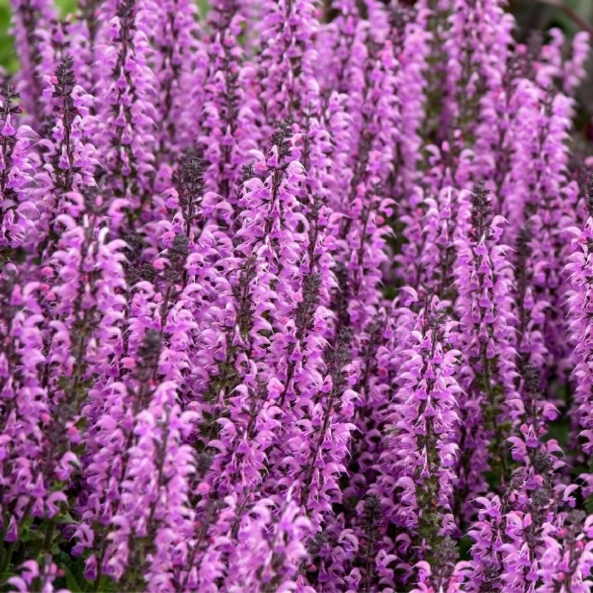 Picture of Salvia Color Spires® 'Back to the Fuchsia'
