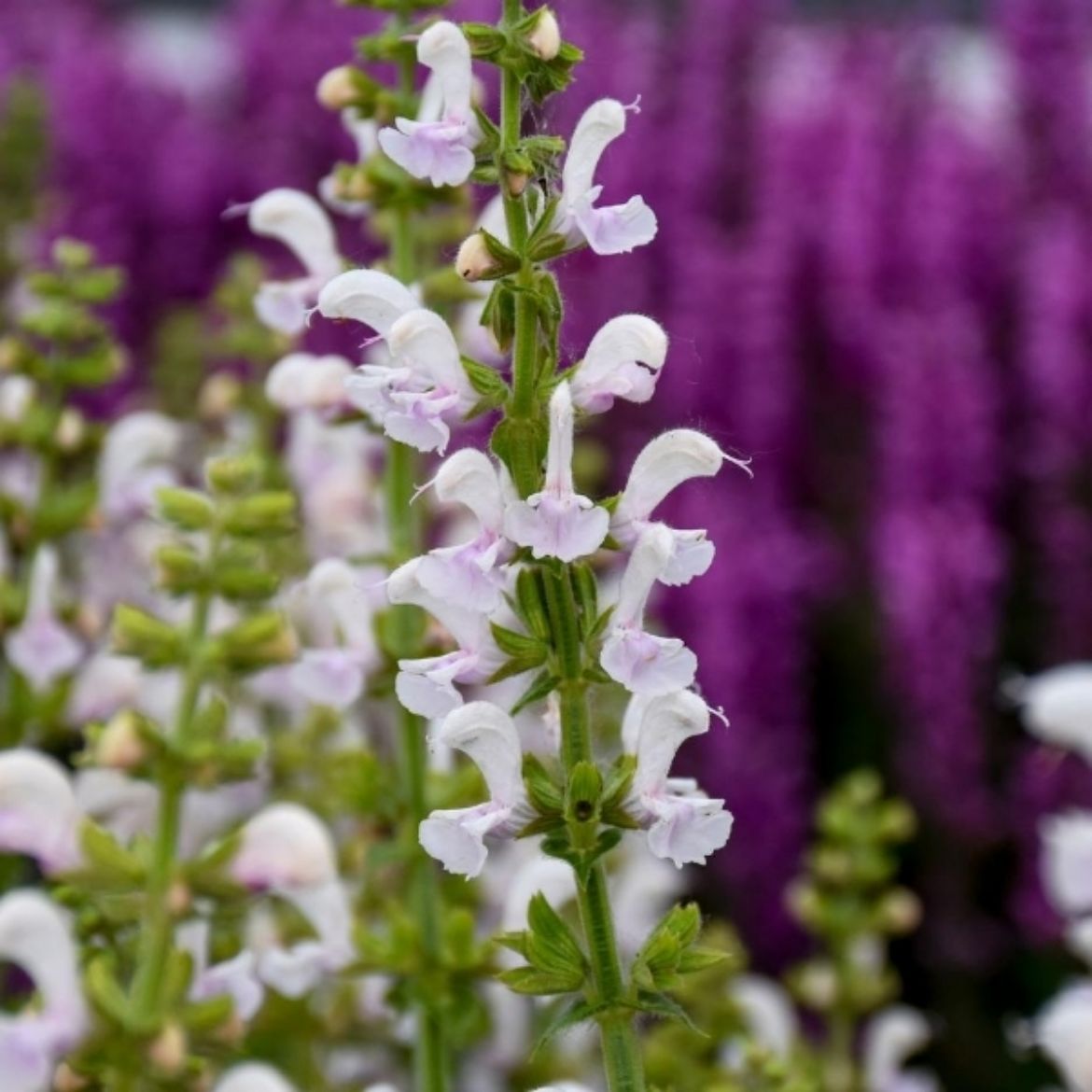 Picture of Salvia Color Spires® 'Snow Kiss'