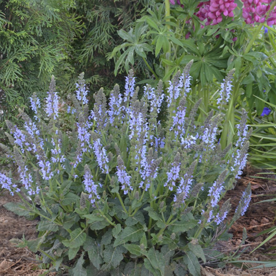 Picture of Salvia Color Spires® 'Crystal Blue'