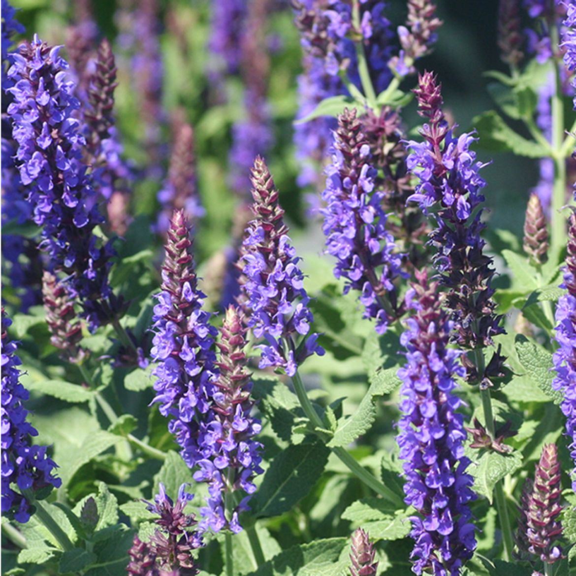 Overdevest Nurseries, LP-Salvia nem. 'East Friesland'