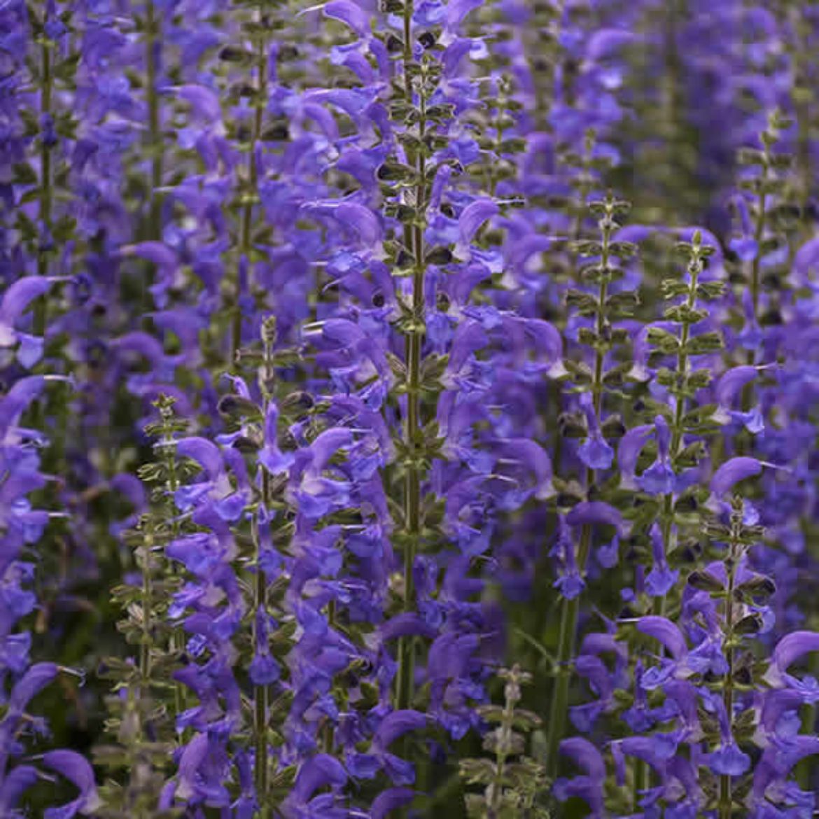 Picture of Salvia Color Spires® 'Indiglo Girl'