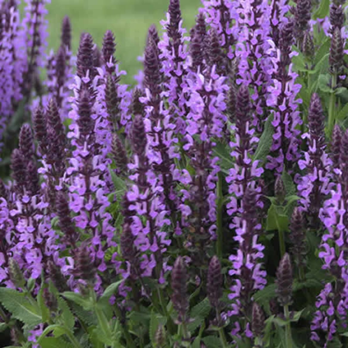 Overdevest Nurseries, LP-Salvia nem. 'Pink Profusion'