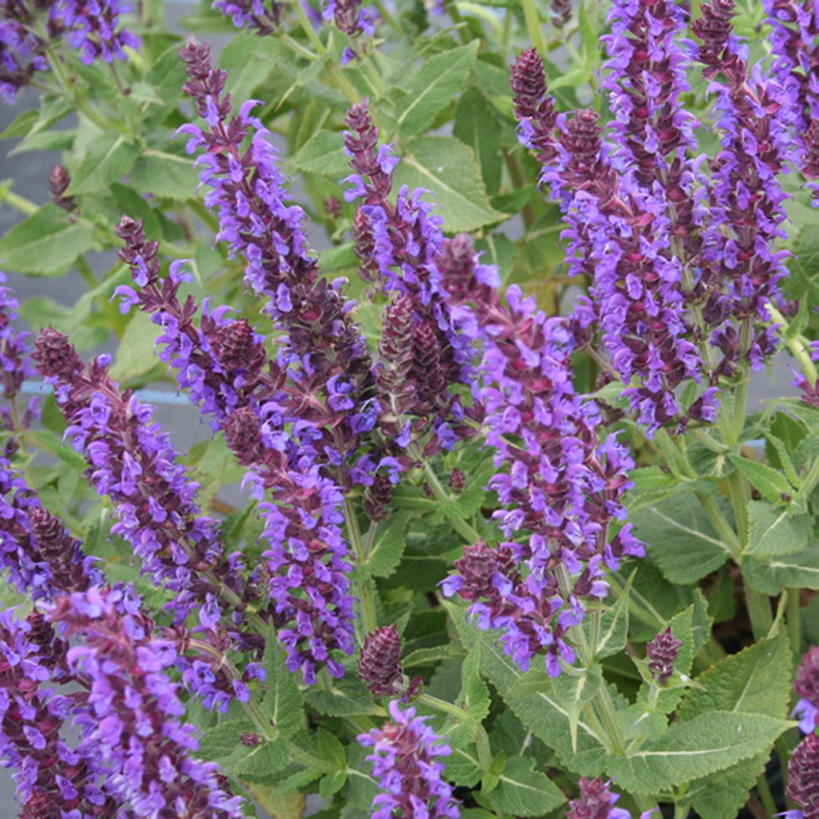 Overdevest Nurseries, LP-Salvia Color Spires® 'Violet Riot'