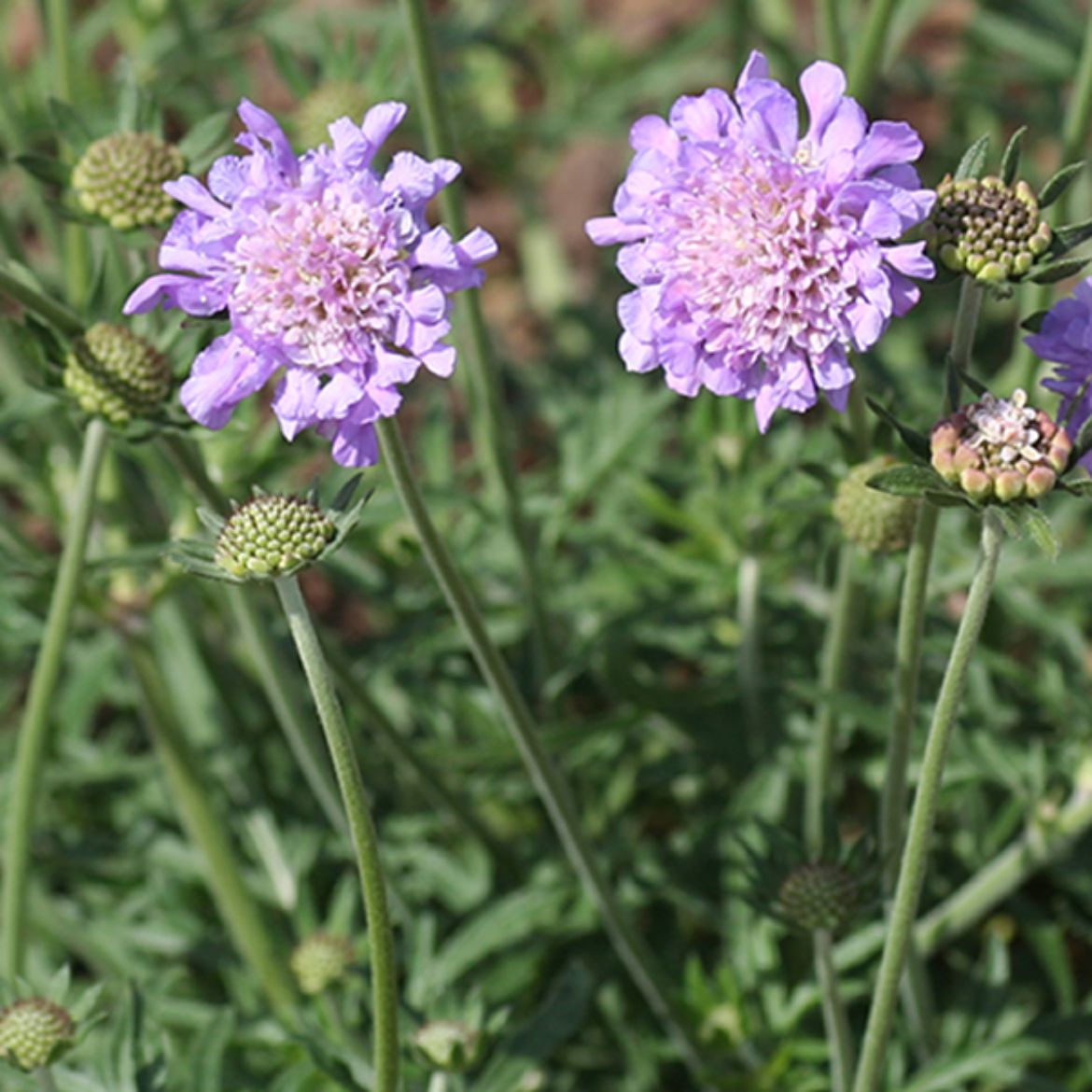 Picture of Scabiosa col. 'Butterfly Blue'