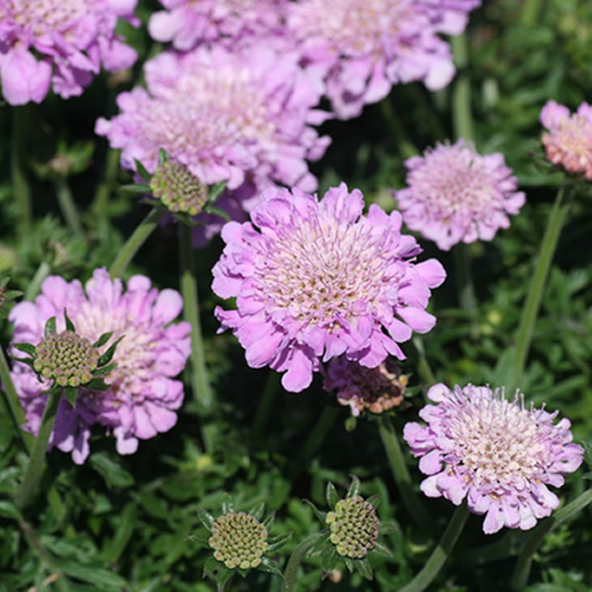 Picture of Scabiosa col. 'Pink Mist'