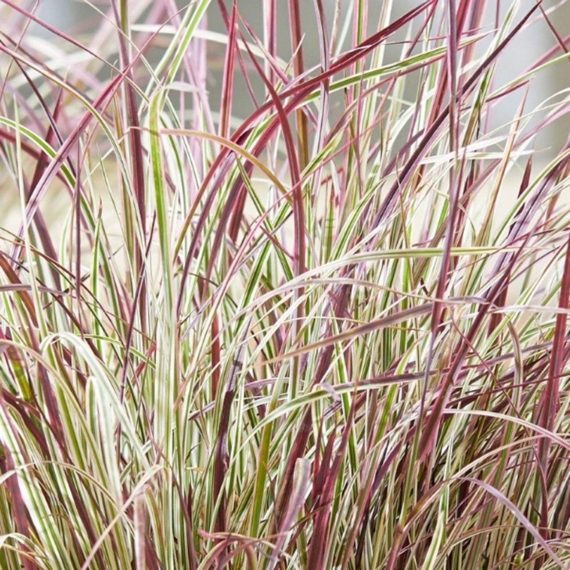Chameleon Little Bluestem Grass Photos