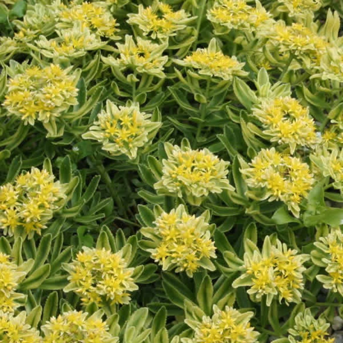 Picture of Sedum kam. 'Sweet and Sour'
