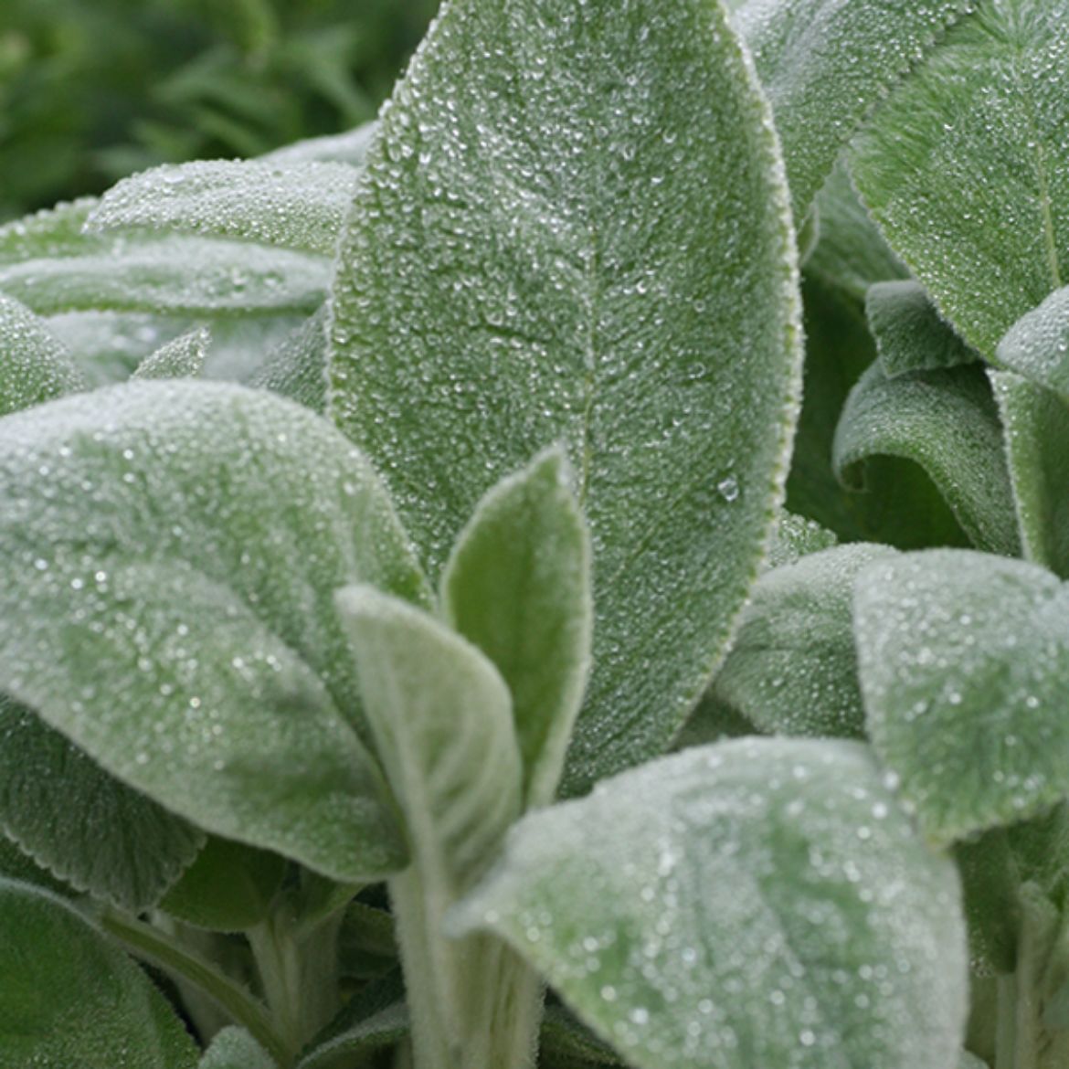Picture of Stachys byz. 'Big Ears'