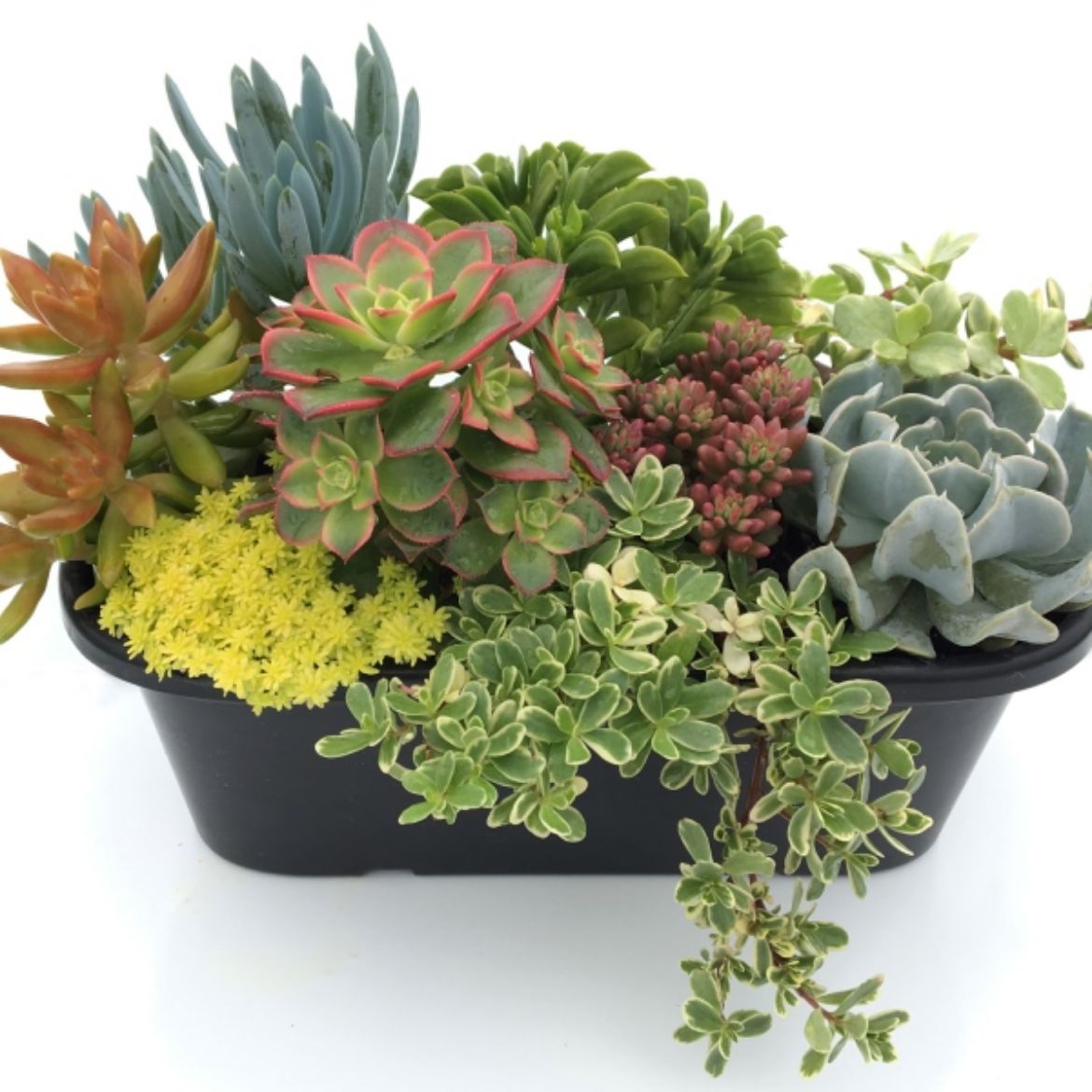 Picture of Succulent Combo - oval deco