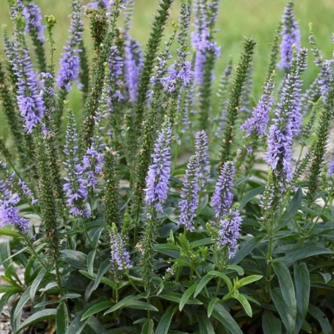 Overdevest Nurseries, LP-Veronica Magic Show® 'Ever After'