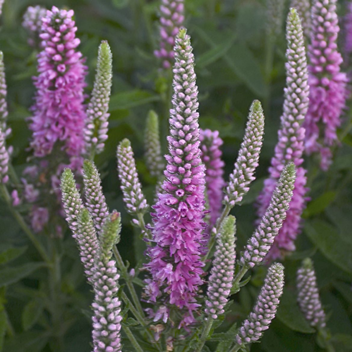 Picture of Veronica Magic Show® 'Pink Potion'