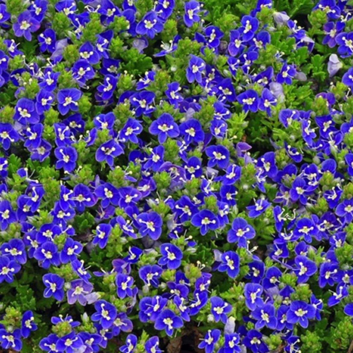 Picture of Veronica 'Tidal Pool'