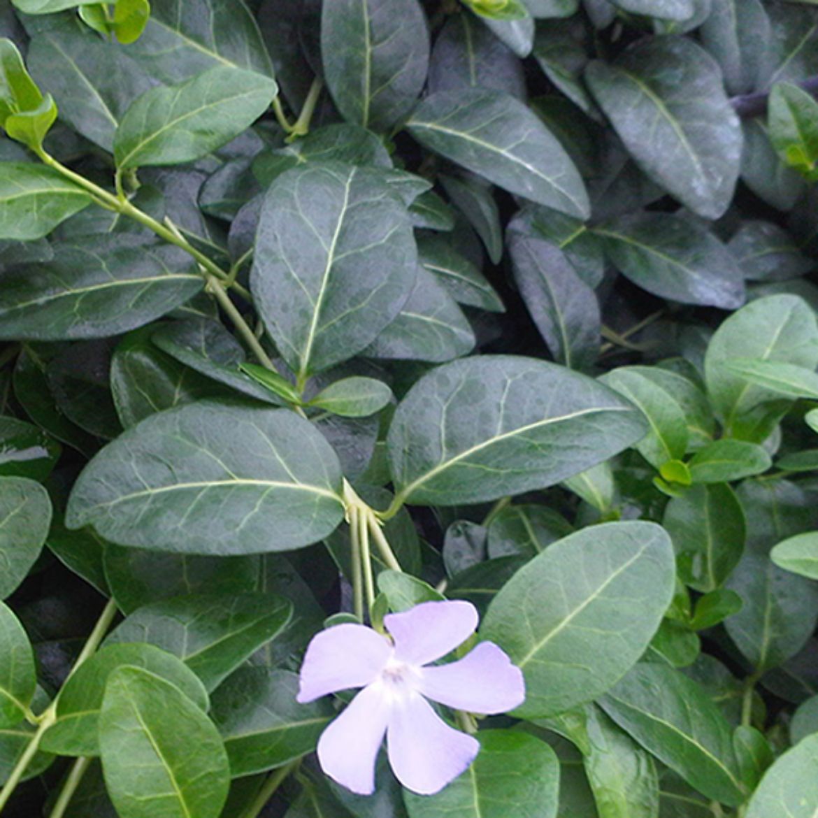 Picture of Vinca min. 'Bowles's Variety'