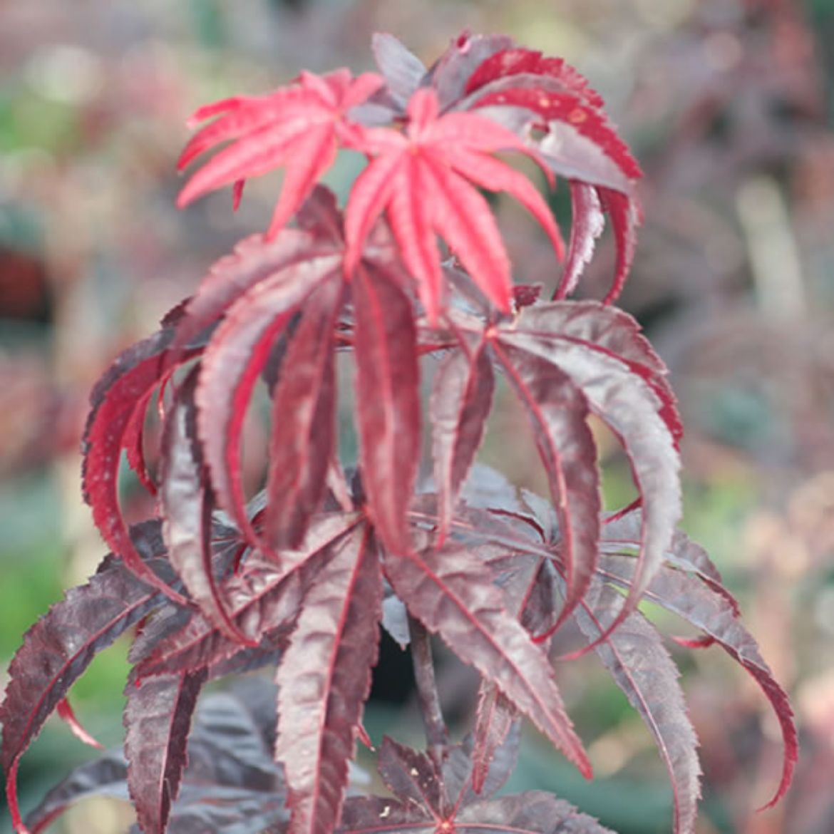 Picture of Acer pal. Emperor 1®