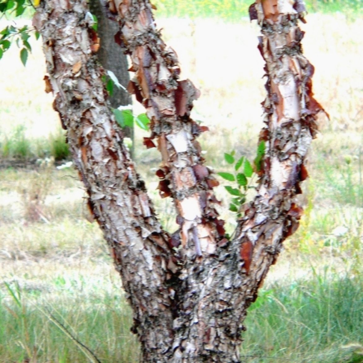 Picture of Betula nig. Heritage®